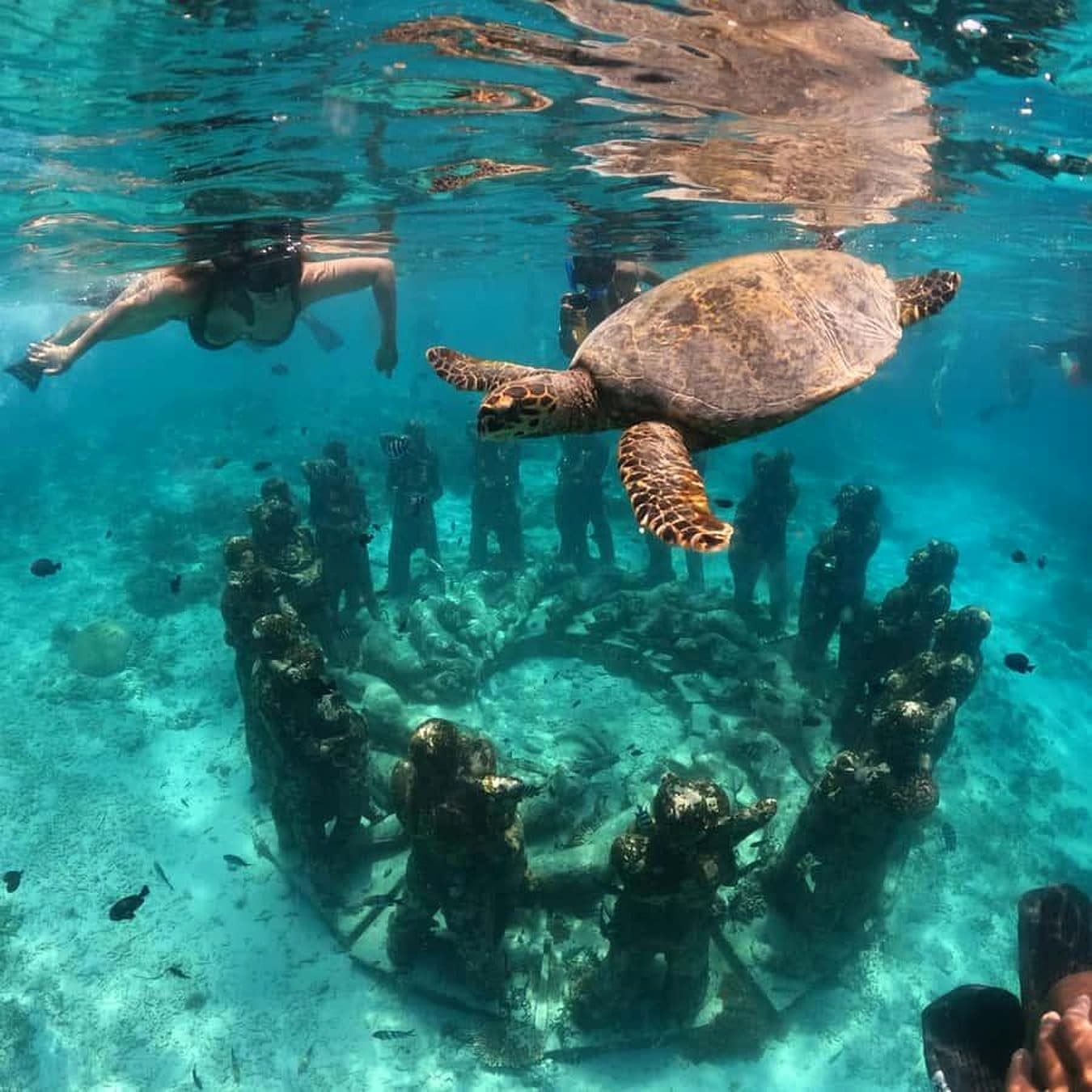 Sea turtle swimming over the Gili Meno statue circle