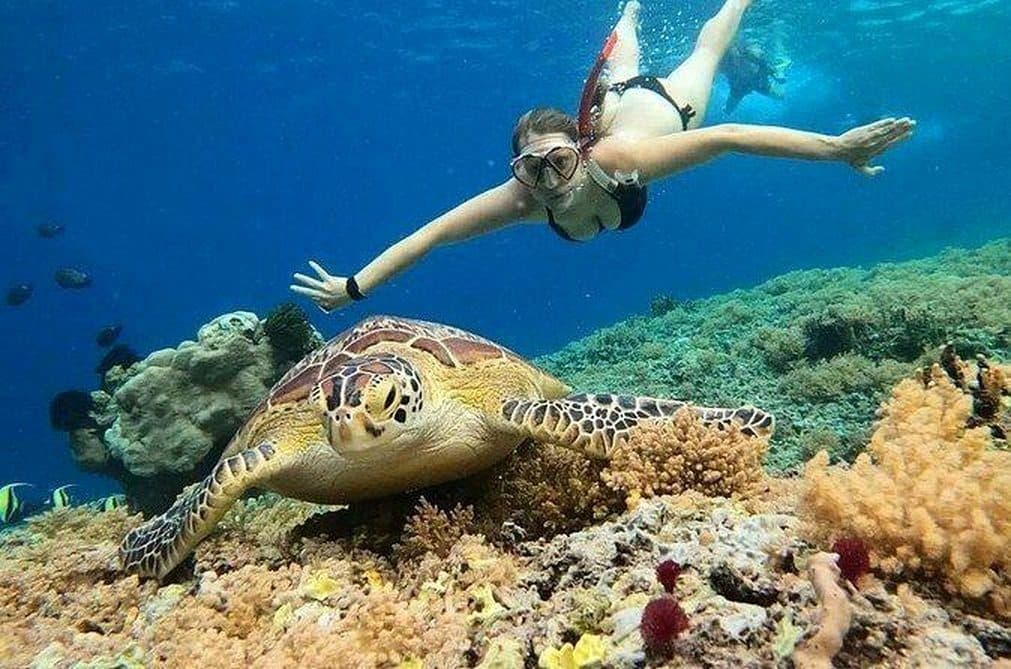 Sea turtle and snorkeler over a coral reef