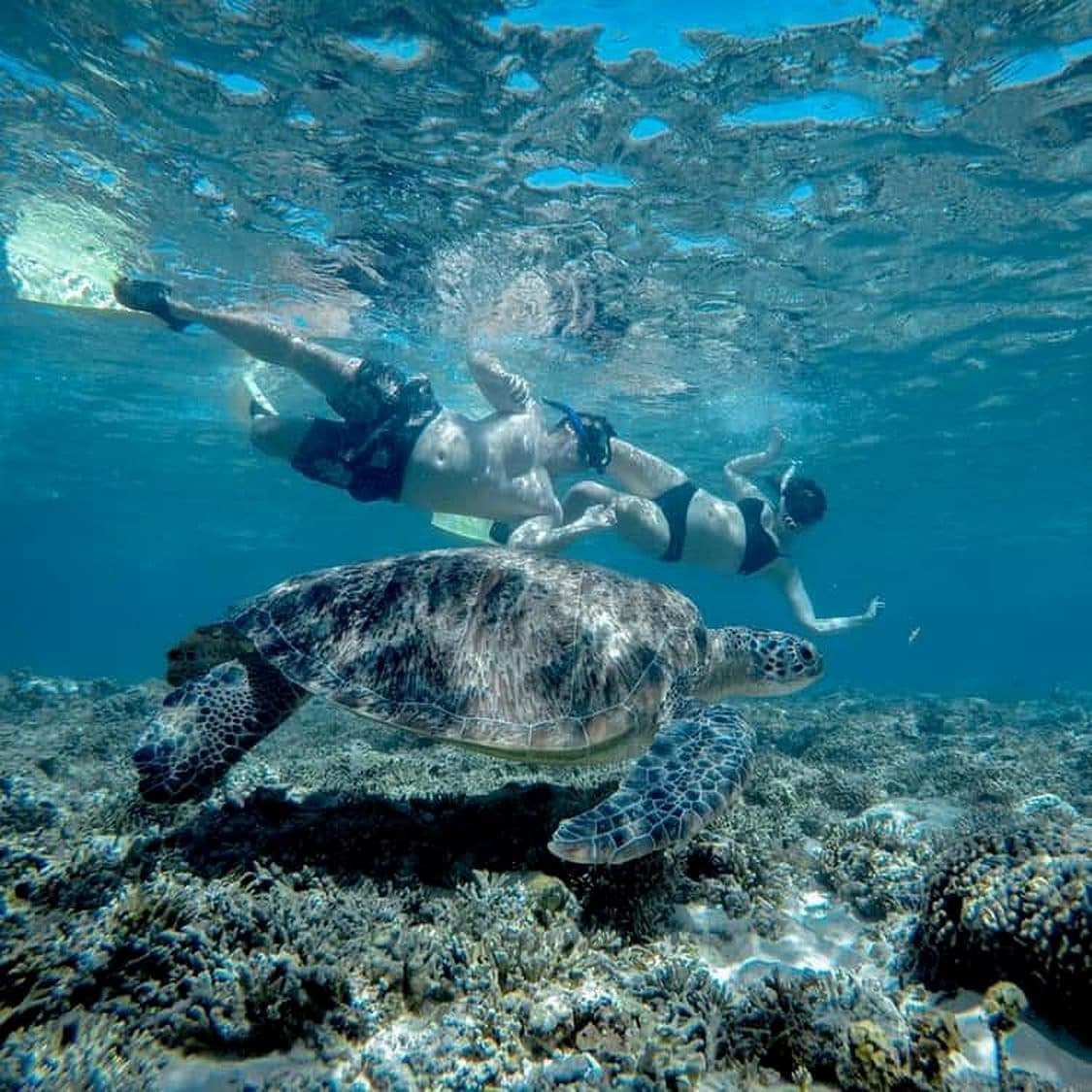 Couple snorkeling with a sea turtle