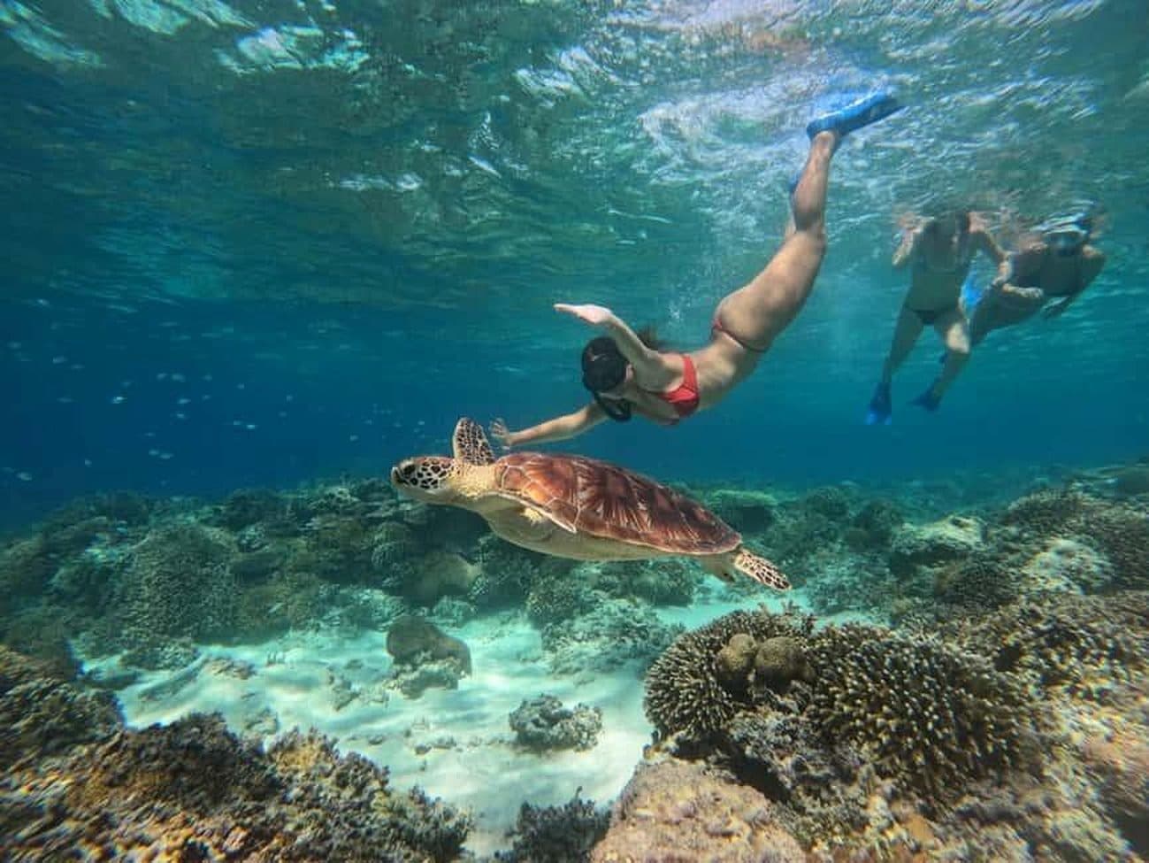 Snorkelers following a sea turtle over the reef