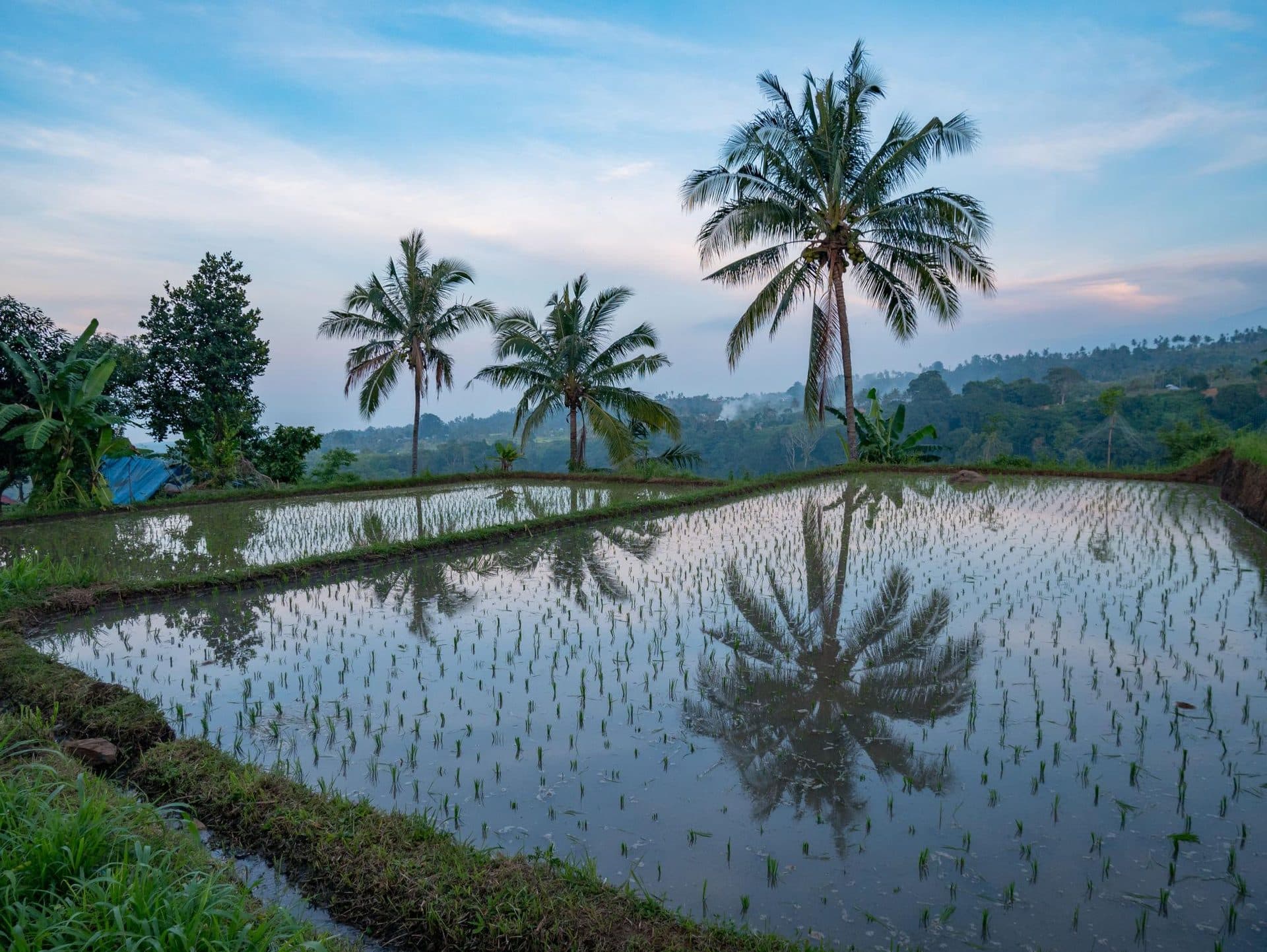 Flooded rice paddies and coconut palms in the countryside around Senaru