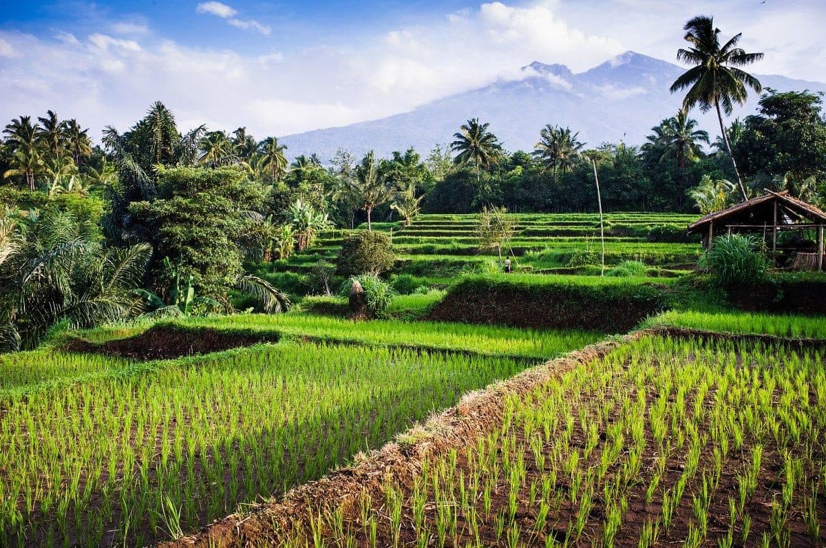 Rice terraces near Senaru with Mount Rinjani on the horizon
