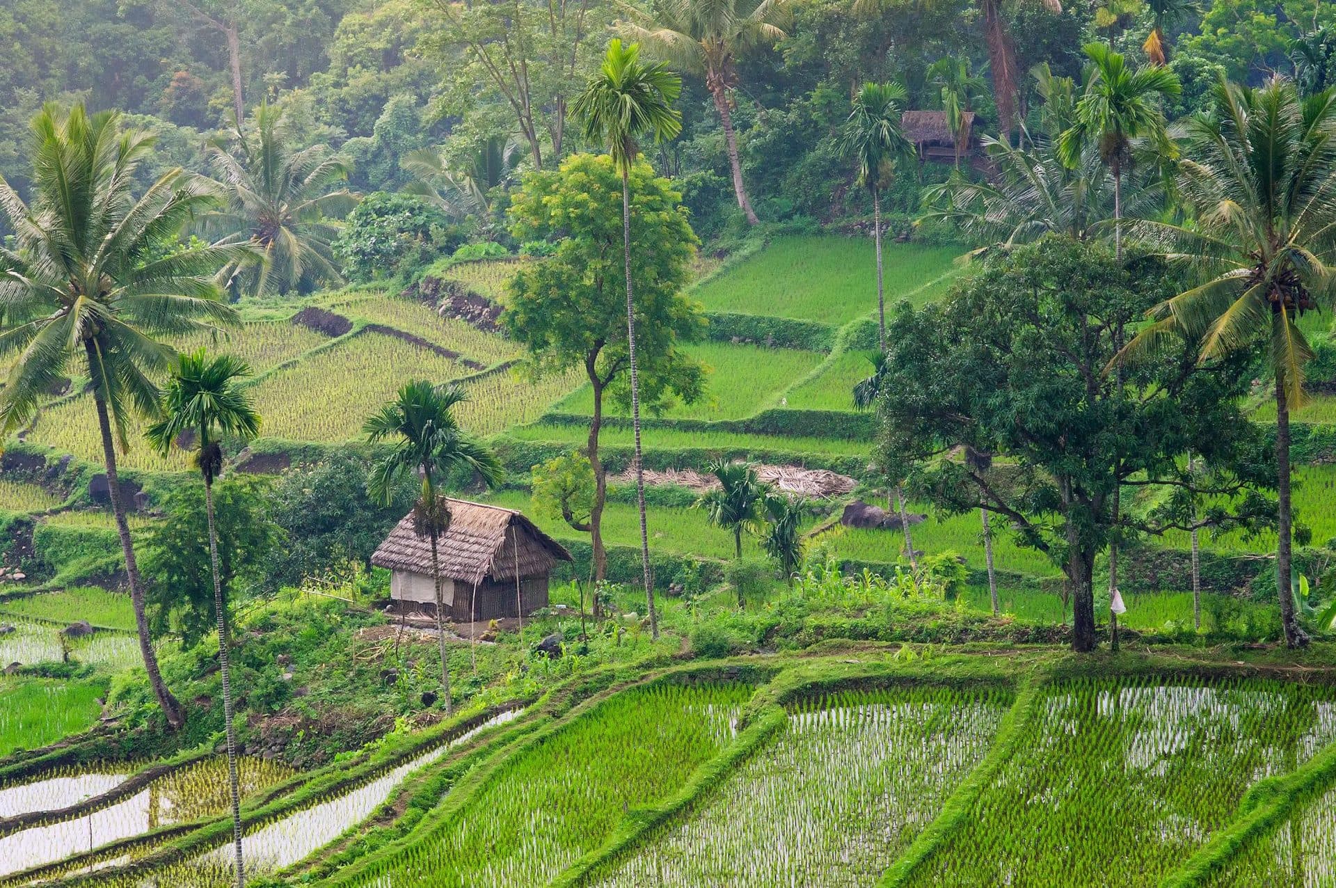 Stepped rice terraces and a thatched hut in the Senaru highlands