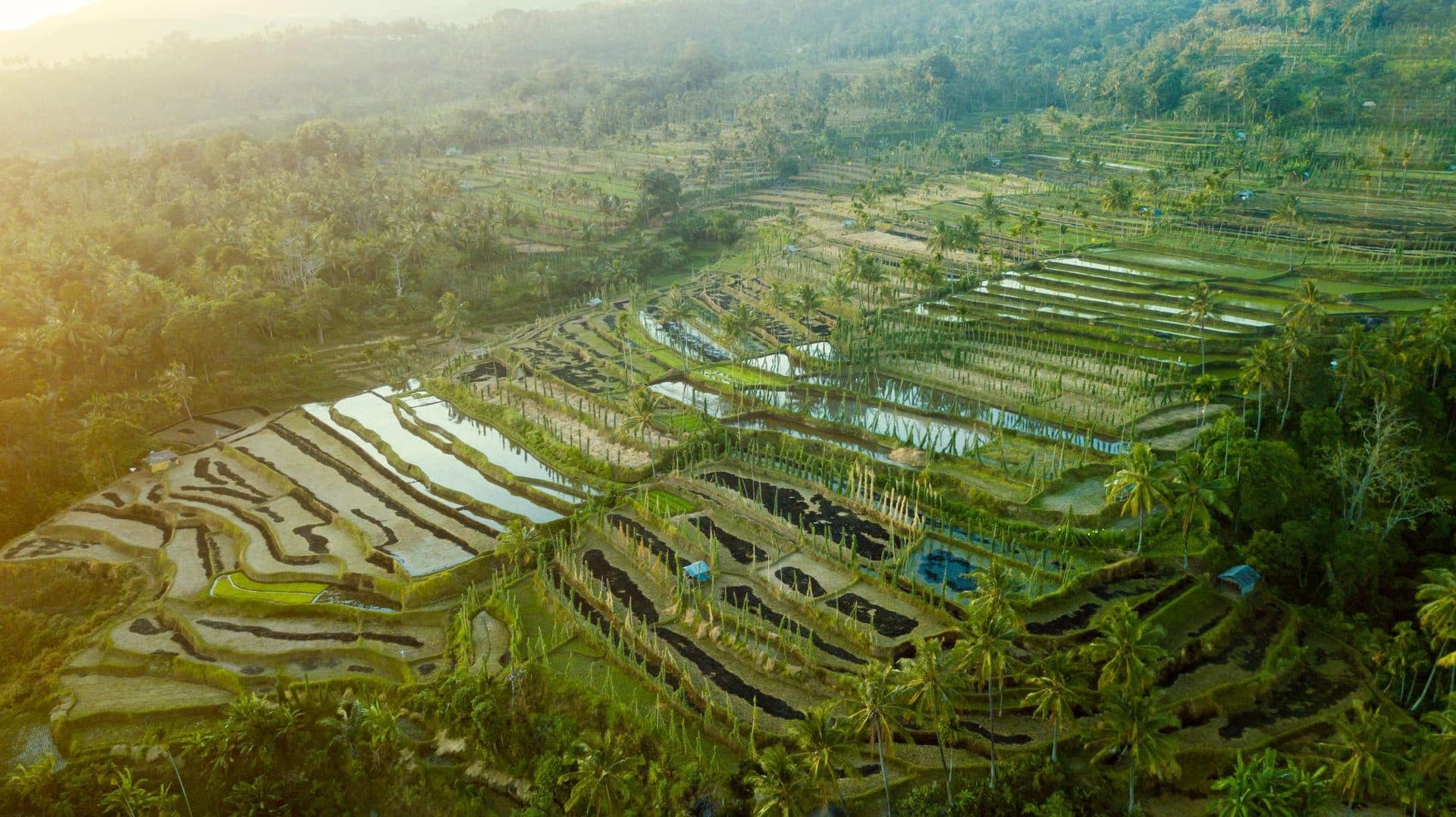 Tetebatu rice terraces at golden hour, with some paddies harvested