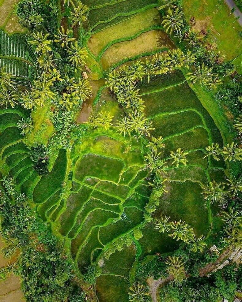 Aerial rice paddies woven between coconut palms near Tetebatu