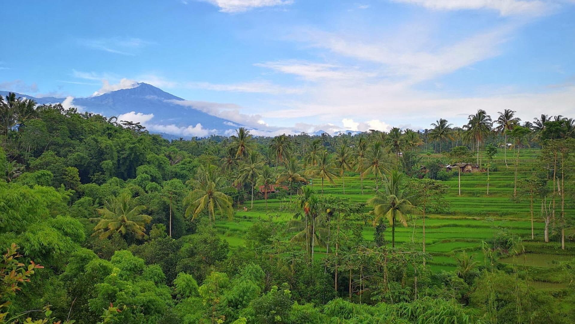 Rice terraces and coconut palms in Tetebatu, with Mount Rinjani on the horizon