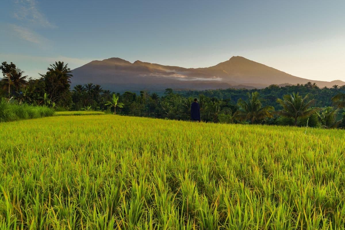 A visitor standing in a Tetebatu rice field looking toward the mountains