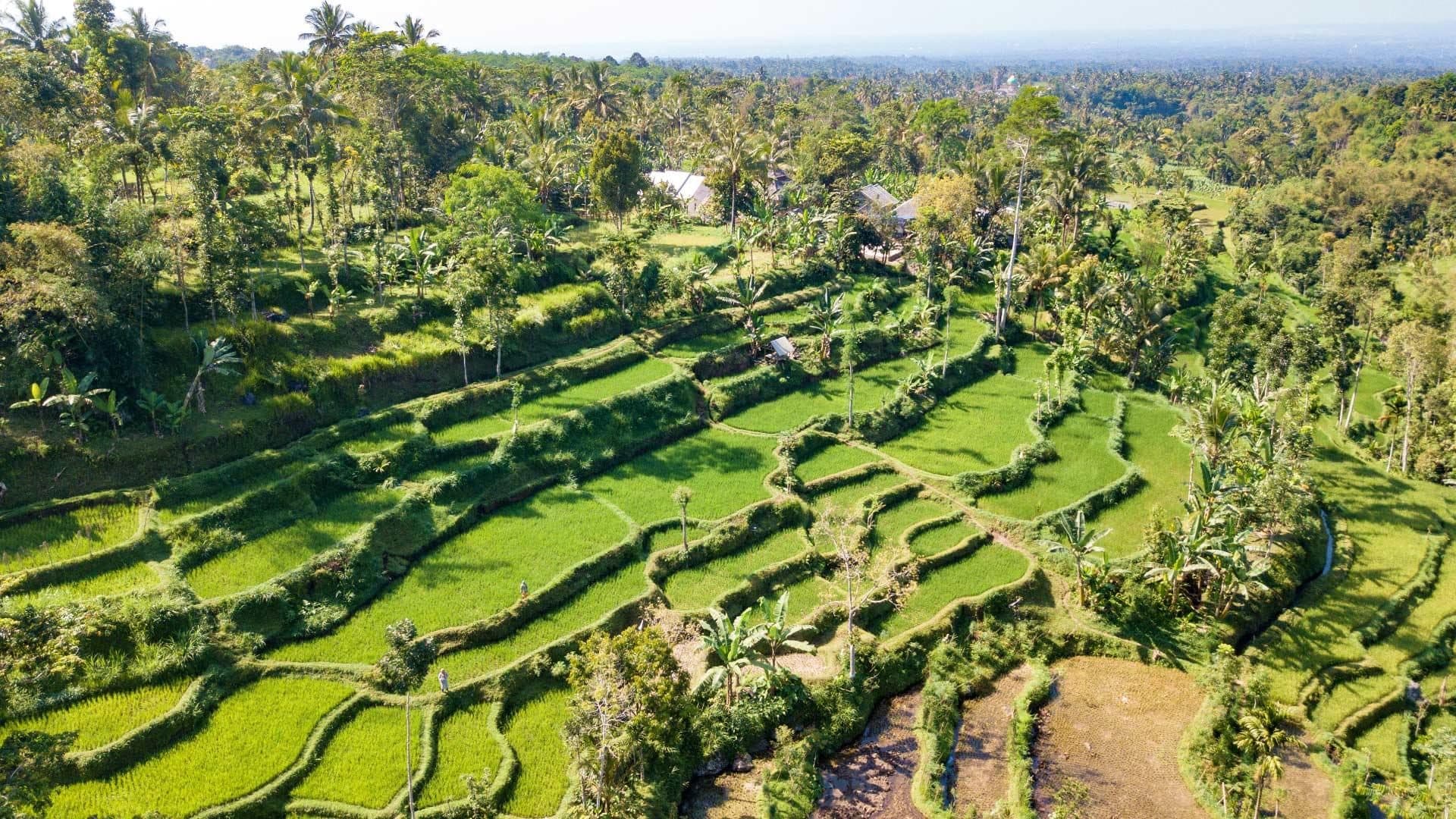Aerial view of stepped rice terraces and palms around Tetebatu