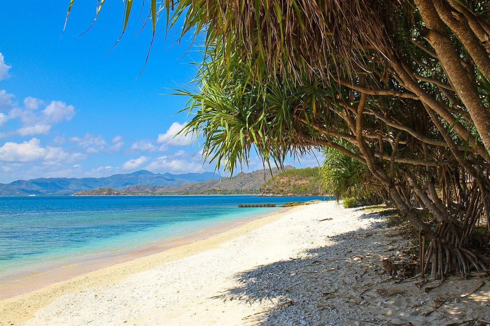 Pandanus trees along the shore of Gili Nanggu