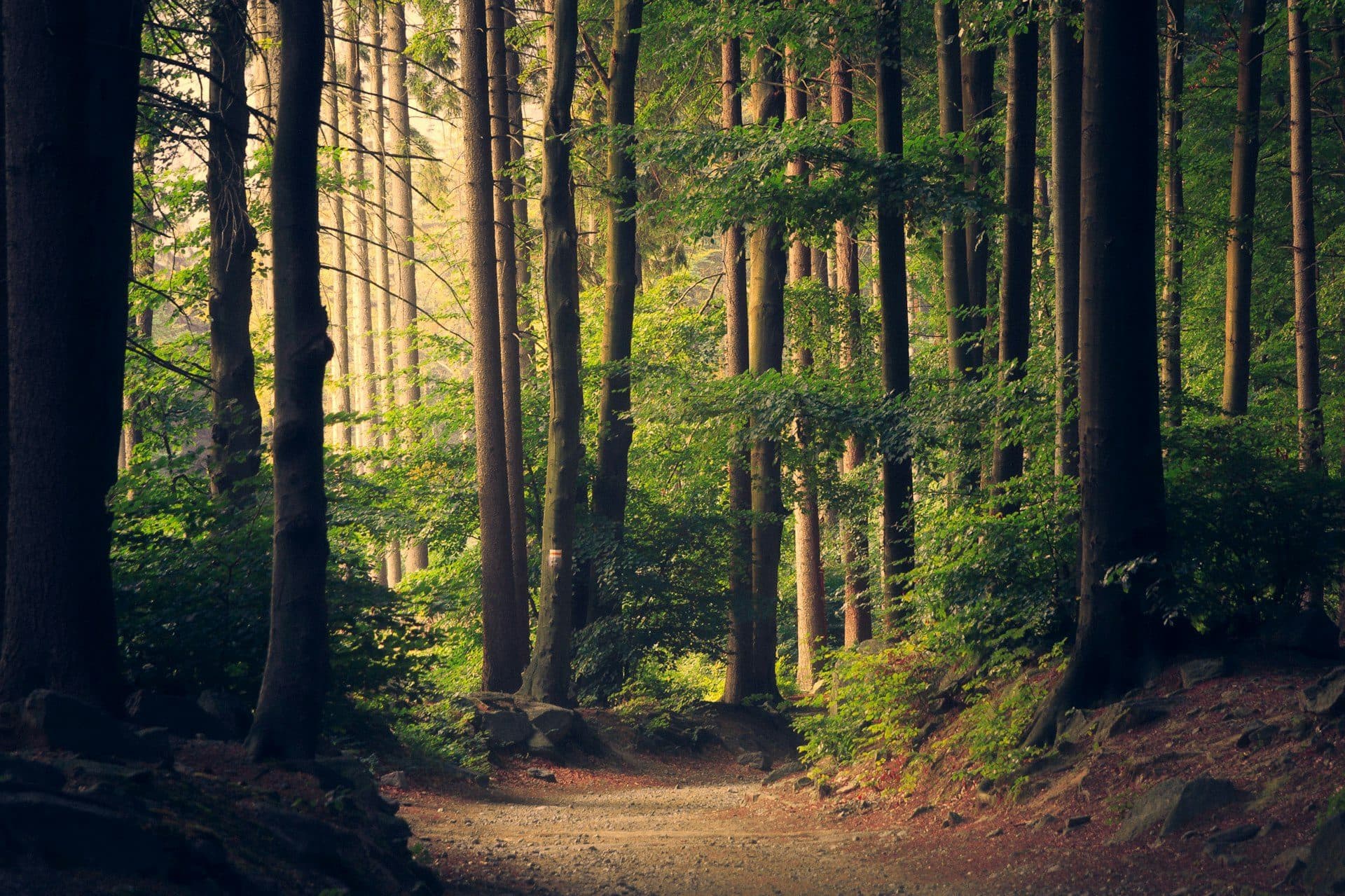 Tropical forest on the walk to Sendang Gile