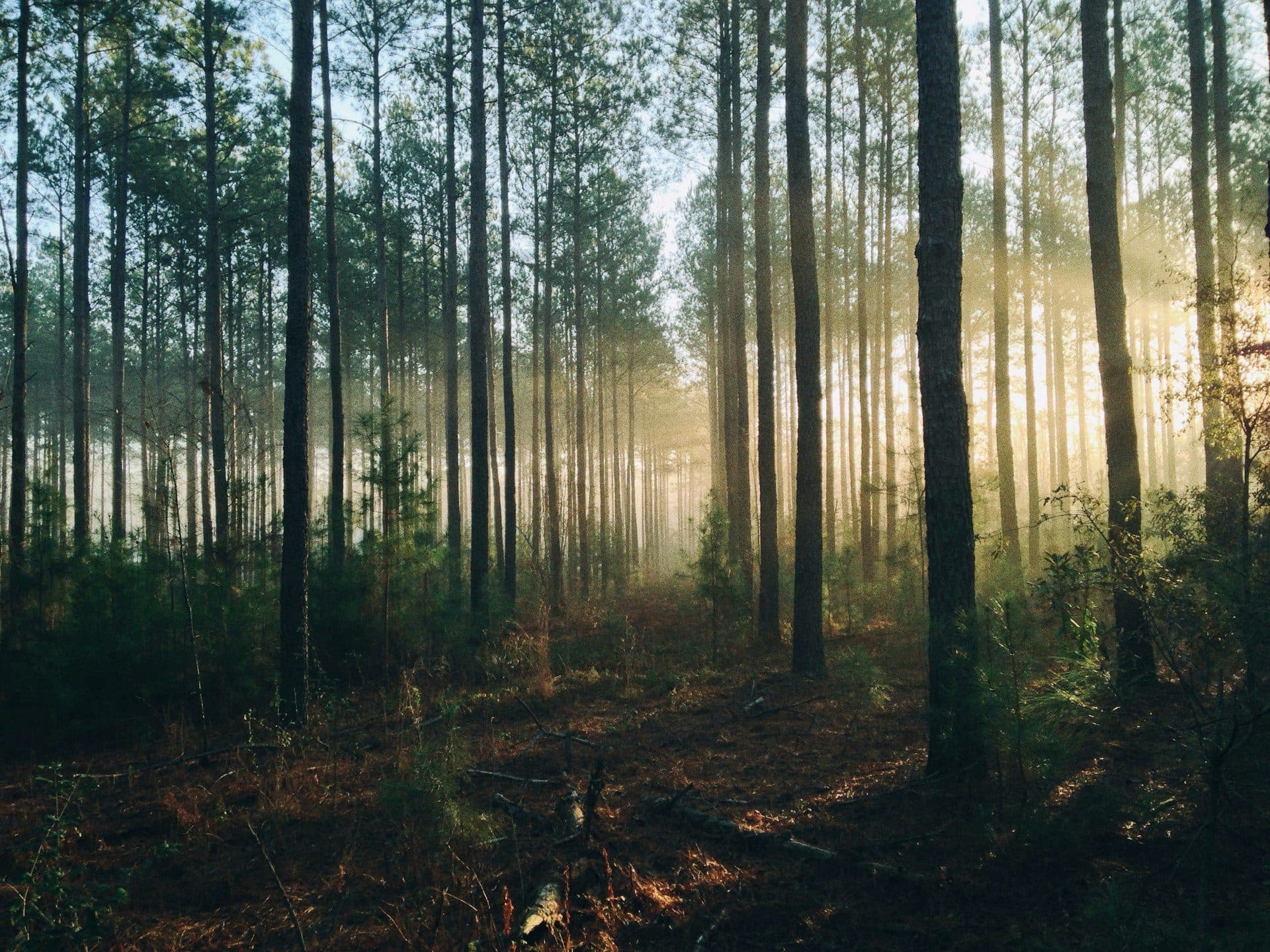Forest trek through Senaru toward Tiu Kelep